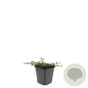 Cotoneaster pr. 'Queen of Carpets' GM P9