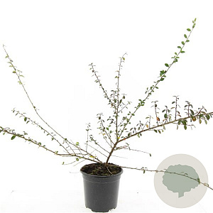 Cotoneaster suec. 'Coral Beauty' GM C1.3