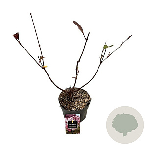 Viburnum bodn. 'Charles Lamont' 30-40 cm 2,0L