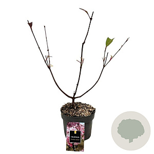 Viburnum bodn. 'Charles Lamont' 30-40 cm 2,0L