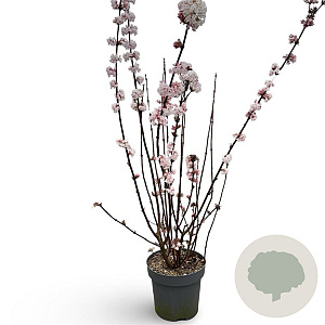 Viburnum bodn. 'Charles Lamont' 100-150 cm 12L