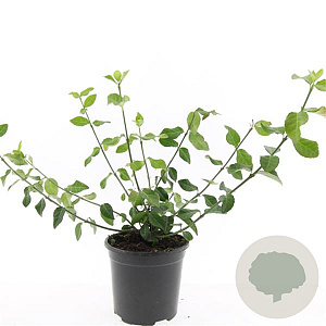 Euonymus fort. 'Coloratus' GM C1.3