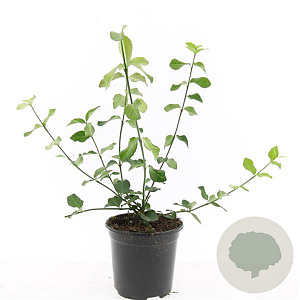 Euonymus fort. 'Dart's Blanket' GM C1.3