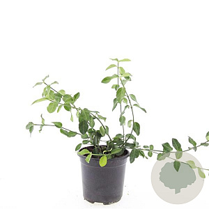 Euonymus fort. 'Dart's Blanket' GM C1.3