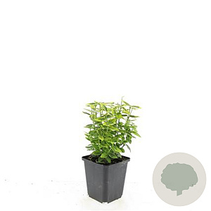 Euonymus fort. 'Emerald 'n' Gold' GM P9