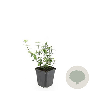 Euonymus fortunei radicans GM P9