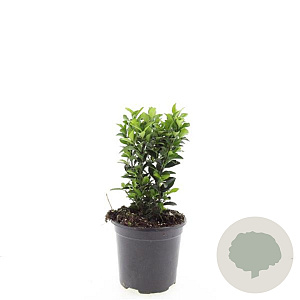 Euonymus jap. 'Green Spire' GM C1.3