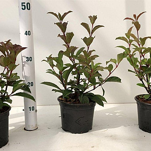 Viburnum bodn. 'Dawn' 30-40 cm 2,5L
