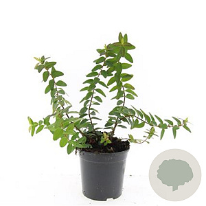 Hypericum dummeri 'Peter Dummer' GM C1.3