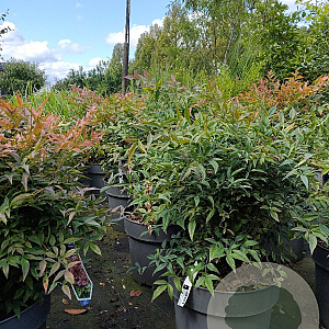 Nandina d. Obsessed 40-50 cm 15L