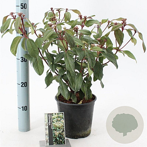 Viburnum globosum 'Jermyns Globe' 30-35 cm 2,0L