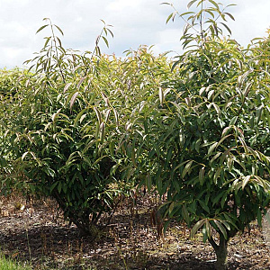 Viburnum henryi 30-40 cm 3,0L
