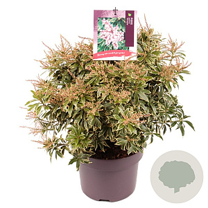 Pieris jap. 'Variegata' 30-40 cm 5,0L
