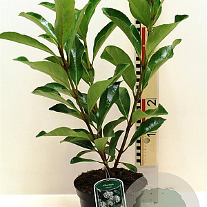 Viburnum japonicum 40-50 cm 3,0L