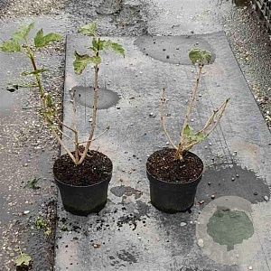 Viburnum opulus 'Compactum' 30-40 cm 3,0L