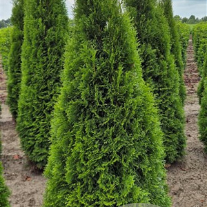 Thuja occ. 'Smaragd' 175-200 cm draadkluit extra