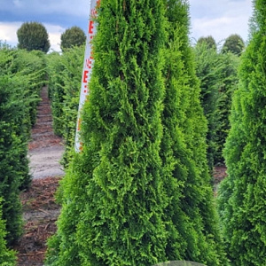 Thuja occ. 'Smaragd' 175-200 cm draadkluit extra