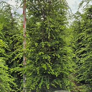 Tsuga canadensis 200-225 cm draadkluit extra