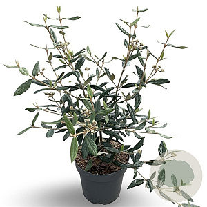 Viburnum 'Pragense' 60-80 cm 12L