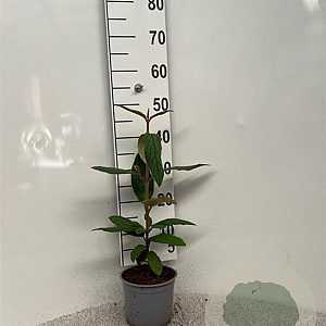 Viburnum rhytidophyllum 20-30 cm 2,0L