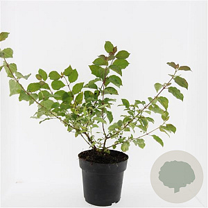 Cornus sang. 'Midwinter Fire' GM 2,0L