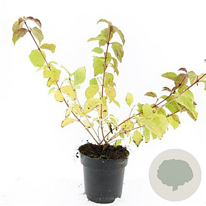 Cornus sang. 'Midwinter Fire' GM 2,0L