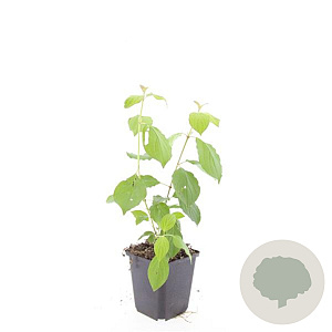 Cornus sang. 'Midwinter Fire' GM P9