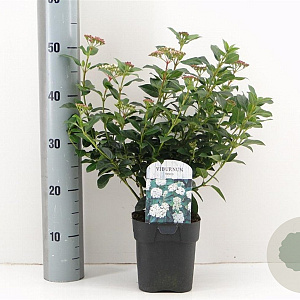 Viburnum tinus 25-30 cm 2,0L