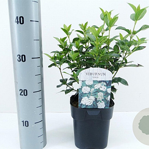 Viburnum tinus 25-30 cm 2,0L