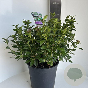 Viburnum tinus 35-40 cm P27