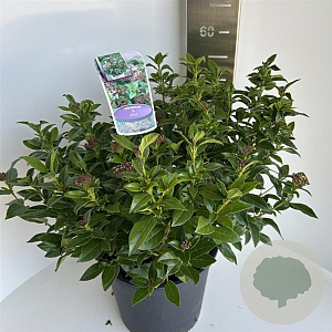 Viburnum tinus 35-40 cm P27