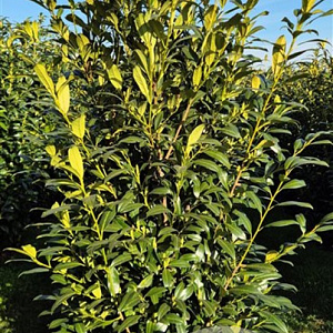 Prunus l. 'Herbergii' 175-200 cm draadkluit extra