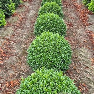 Prunus l. Sofia 65 cm draadkluit bol