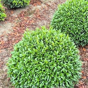 Prunus l. Sofia 65 cm draadkluit bol