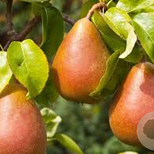 Pyrus c. 'Precoce Morettini' 14-16 HA cont. 90L