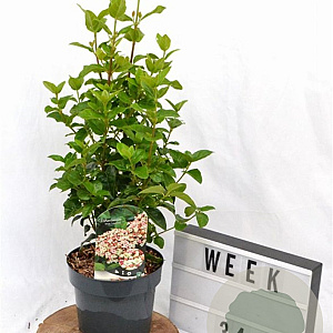 Viburnum tin. Lisarose 40-50 cm 3,0L