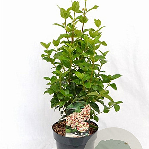 Viburnum tin. Lisarose 40-50 cm 3,0L