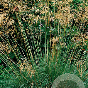 Stipa gigantea GM P9