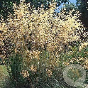 Stipa gigantea GM P9