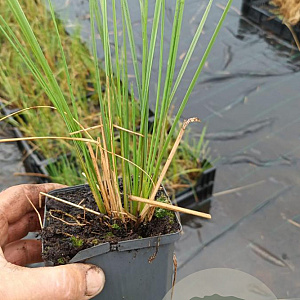 Stipa gigantea GM P9
