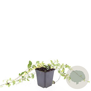 Vinca minor 'Blue and Gold' GM P9