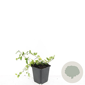 Vinca minor 'Blue and Gold' GM P9