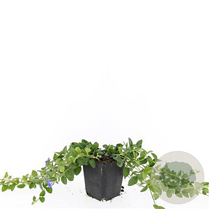 Vinca minor 'La Grave' GM P9