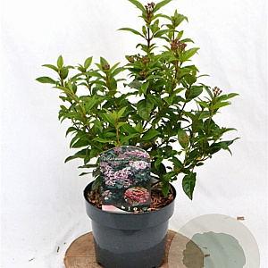 Viburnum tin. Spirit 30-40 cm 3,0L