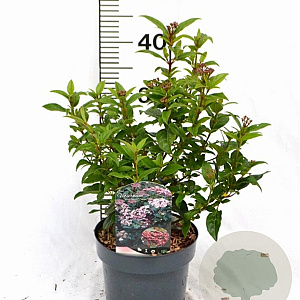 Viburnum tin. Spirit 30-40 cm 3,0L