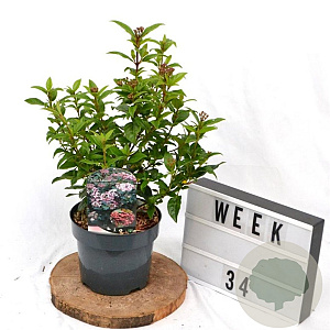 Viburnum tin. Spirit 30-40 cm 3,0L