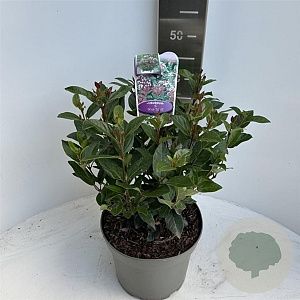 Viburnum tin. Spirit 35-40 cm  met knop