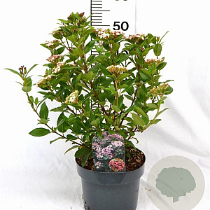 Viburnum tin. Spirit 40-60 cm 5,0L
