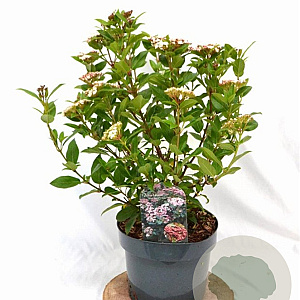 Viburnum tin. Spirit 40-60 cm 5,0L