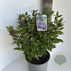 Viburnum tin. Spirit 50-60 cm 5,0L